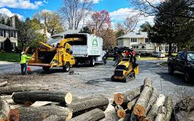 Best Tree Maintenance Programs  in Babson Park, FL